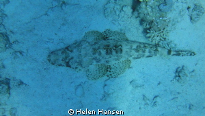 stone fisk by Helen Hansen 